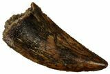Serrated Raptor Tooth - Real Dinosaur Tooth #353366-1